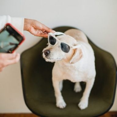 Facial recognition feature for pets